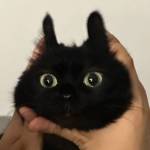 RefoselDev Profile Picture
